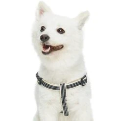 Dogs & Cats & Co. In The Night Dog Harness For Safety 25 Dogs & Cats & Co. In The Night Dog Harness For Safety -Dog & Cat Store 1060629046 3