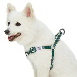 Dogs & Cats & Co. In The Night Dog Harness For Safety 31 Dogs & Cats & Co. In The Night Dog Harness For Safety -Dog & Cat Store 1060631049 2