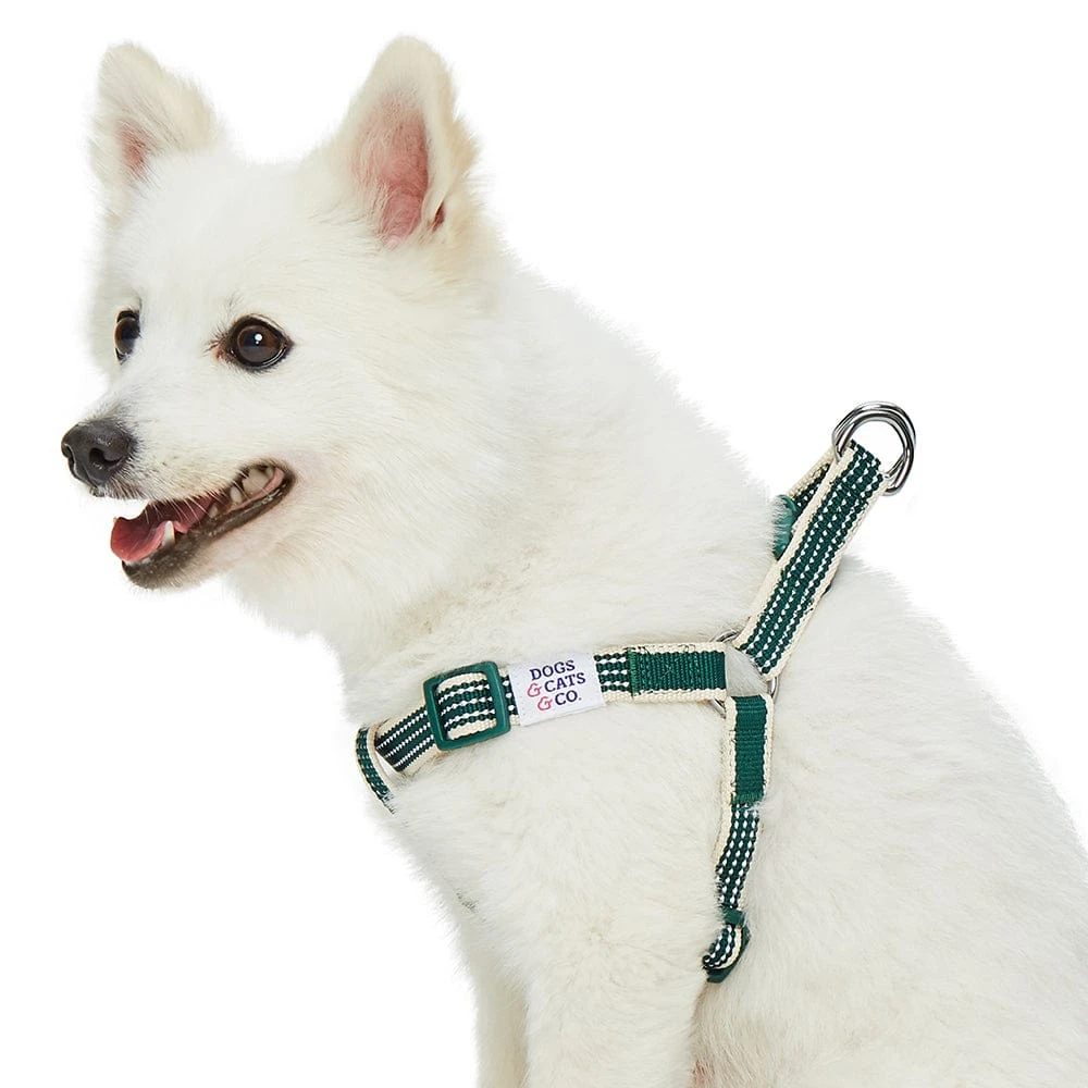 Dogs & Cats & Co. In The Night Dog Harness For Safety 12 Dogs & Cats & Co. In The Night Dog Harness For Safety - Image 12
