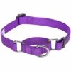 Martingale Safety Training Dog Collar, Purple For Control -Dog & Cat Store 11040901025 1