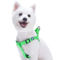 Classic Solid Color Adjustable Dog Harness, Green For Pets -Dog & Cat Store 11060170043 1 1 647849ba 4108 49ba 88ff d98fc24c5fc3