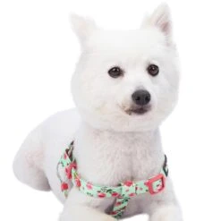 Petal Paws Floral Dog Harness For Stylish Canine Comfort -Dog & Cat Store 11060202041 2 210c63bf bbdd 43e9 b645 188ee571a33d