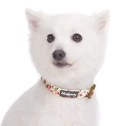Petal Paws Floral Dog Collar For Stylish Pets -Dog & Cat Store 11140275040 2