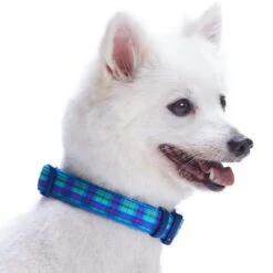 Plaid Pattern Neoprene Padded Dog Collar For Stylish Pets -Dog & Cat Store 11240204049 3 20a43c62 3ea6 4e62 add0 350fc397be39