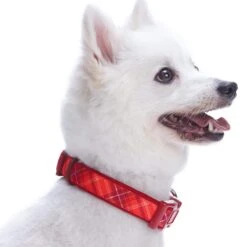 Plaid Pattern Neoprene Padded Dog Collar For Stylish Pets -Dog & Cat Store 11240205046 3 b81a274a a6c7 45bb bfae 8356defc6334