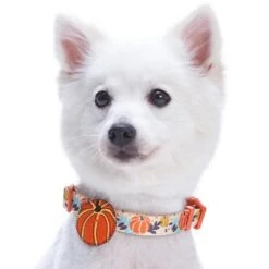 Fall Pumpkin Thanksgiving Dog Collar For Festive Pets