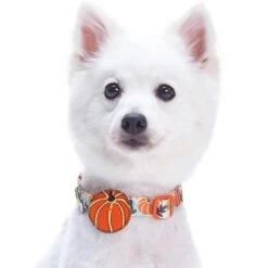 Fall Pumpkin Thanksgiving Dog Collar For Festive Pets 11 Fall Pumpkin Thanksgiving Dog Collar For Festive Pets -Dog & Cat Store 11240207040 2 4e47f51e 2964 4008 9292 d22f8a8db441