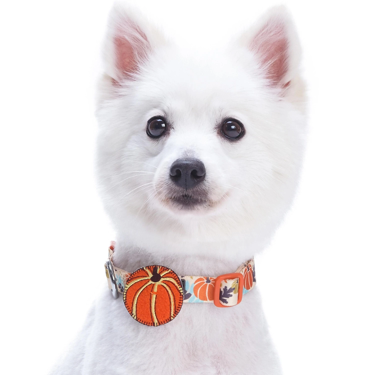 Fall Pumpkin Thanksgiving Dog Collar For Festive Pets 4 Fall Pumpkin Thanksgiving Dog Collar For Festive Pets - Image 4