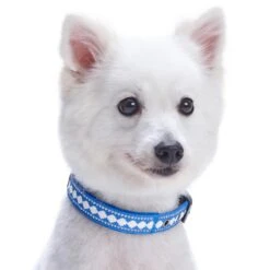 Jacquard Dog Collar With 3M Reflective Neoprene Padding 32 Jacquard Dog Collar With 3M Reflective Neoprene Padding -Dog & Cat Store 1140208048 2 a933f3e2 d29a 434c 87b5 6d8ad8ffad85