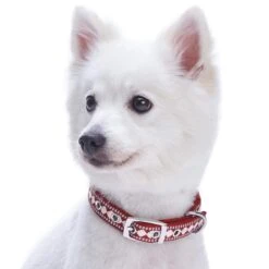 Jacquard Dog Collar With 3M Reflective Neoprene Padding 23 Jacquard Dog Collar With 3M Reflective Neoprene Padding -Dog & Cat Store 1140270045 3 c0f158bb 406f 41b8 bac9 1659564ce95e