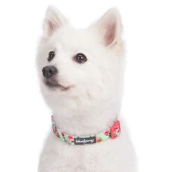 Petal Paws Floral Dog Collar For Stylish Pets -Dog & Cat Store 1140272049 2