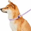 Slip Lead Rope Dog Leash 6 Ft With Neoprene Handle -Dog & Cat Store 1150249062 3 3bd19bd7 5f64 4d29 a3f6 8c808b9419fc
