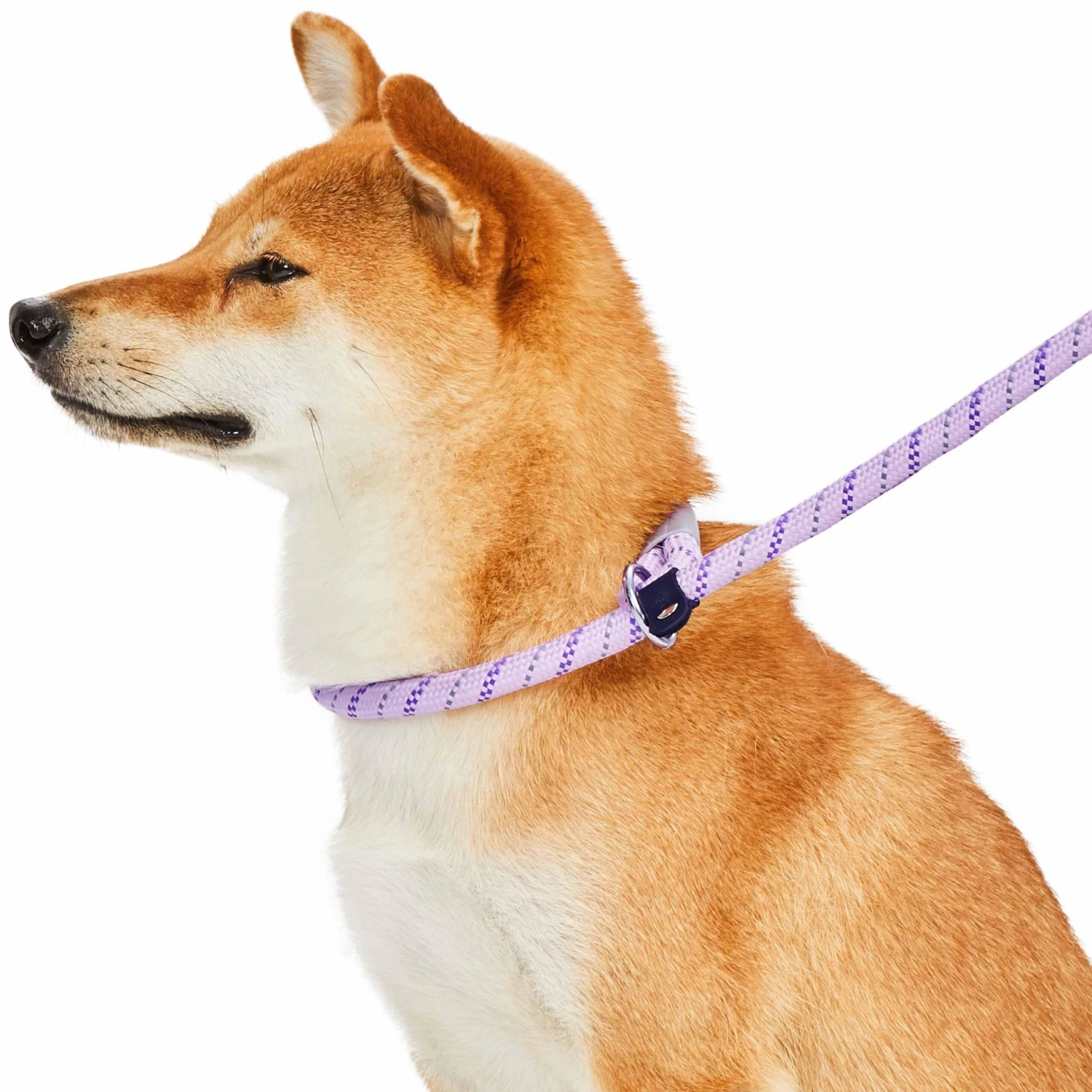 Slip Lead Rope Dog Leash 6 Ft With Neoprene Handle 1 Slip Lead Rope Dog Leash 6 Ft With Neoprene Handle