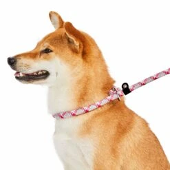 Slip Lead Rope Dog Leash 6 Ft With Neoprene Handle 17 Slip Lead Rope Dog Leash 6 Ft With Neoprene Handle -Dog & Cat Store 1150251065 3 1c2b5ae3 49e3 42d5 9e82 30a06fc3e89b