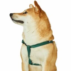 Classic Solid Color Adjustable Dog Harness, Green For Pets -Dog & Cat Store 1160105044 1
