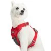 No Pull Reflective Mesh Padded Dog Harness Vest Adjustable -Dog & Cat Store 1160223045 6 2