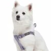 Multicolor Braids Dog Harness For Stylish Pet Adventures 23 Multicolor Braids Dog Harness For Stylish Pet Adventures -Dog & Cat Store 1160259044 4