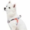 Blueberry Pet × Jackelyn Ho Dog Harness For Hiking Adventures -Dog & Cat Store 1160260040 4
