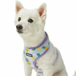 Zesty Fruit Dog Harness Vest For Warm Weather Comfort