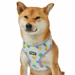 Zesty Fruit Dog Harness Vest For Warm Weather Comfort -Dog & Cat Store 1160280024 5 6962e737 2aac 4b4a a968 b47b2f39614e