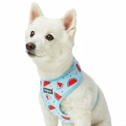 Zesty Fruit Dog Harness Vest For Warm Weather Comfort -Dog & Cat Store 1160281021 3 1f843800 1283 42f9 a178 85e13115d069