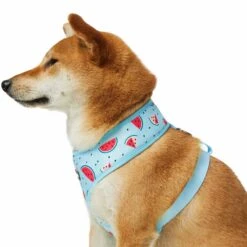 Zesty Fruit Dog Harness Vest For Warm Weather Comfort -Dog & Cat Store 1160281021 6 9793ea07 7448 449d a8c5 764ac468ca96