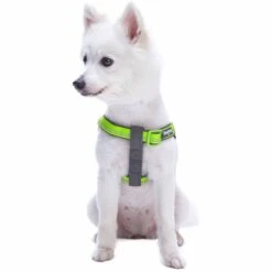 Reflective Hues Of Spring 3M Reflective Dog Harness -Dog & Cat Store 1160523046 5