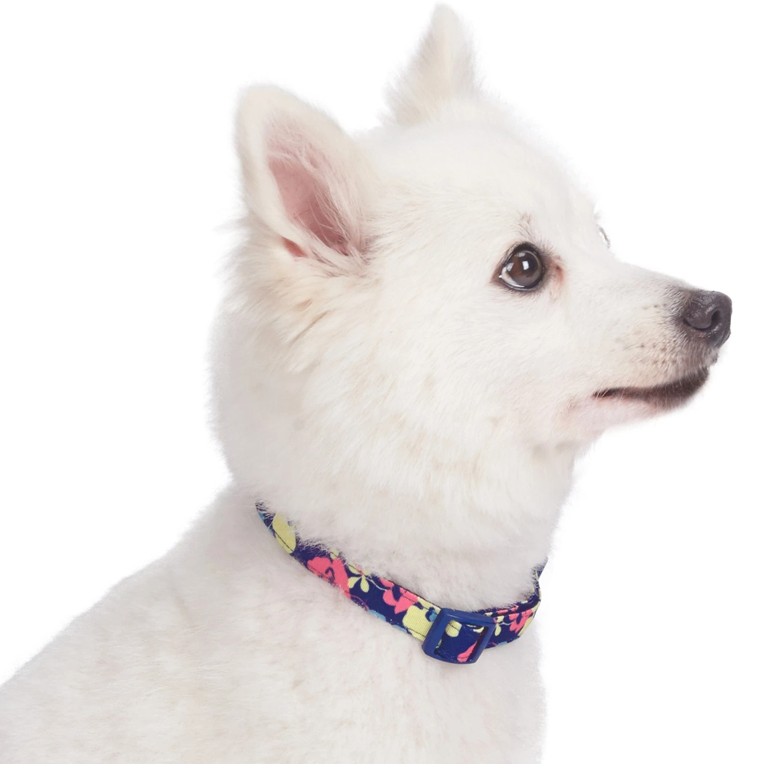 Made Well Floral Dog Collar Stylish And Durable Design 10 Made Well Floral Dog Collar Stylish And Durable Design - Image 10