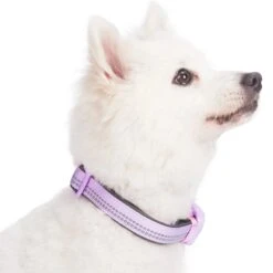 Reflective Hues Of Spring 3M Reflective Dog Collar -Dog & Cat Store 1240234046 3 0969f7e6 e7bc 46db 88a9 ab8cd99f25ff