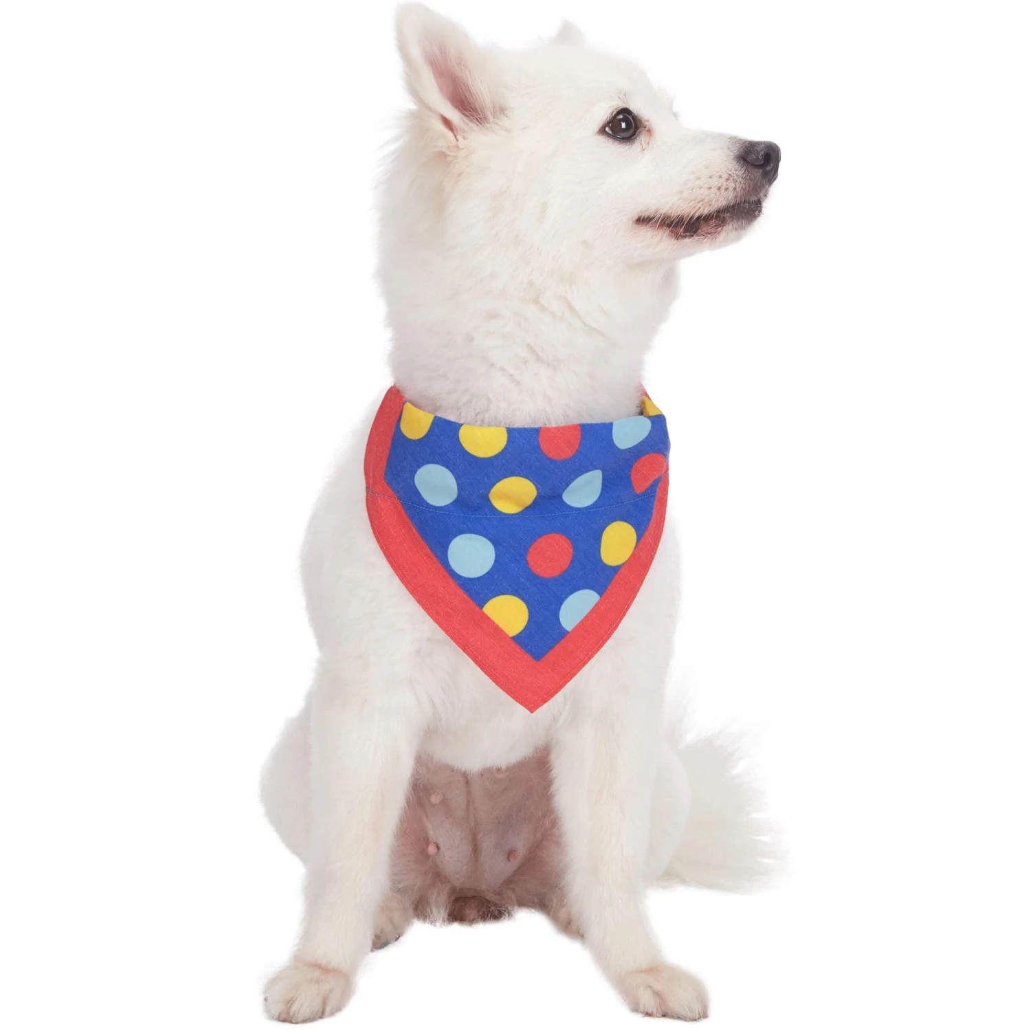 Polka Dot Bandana Dog Collar For Stylish Pet Looks 7 Polka Dot Bandana Dog Collar For Stylish Pet Looks - Image 7