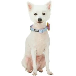 Soft Touch Dotted Velvet Dog Collar For Stylish Pets -Dog & Cat Store 1240281040 3 02691191 376c 4ad2 b8aa 5fa73e9144eb