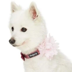 The Most Coveted Holo Glitter Dog Collar With Flower -Dog & Cat Store 1240291049 2