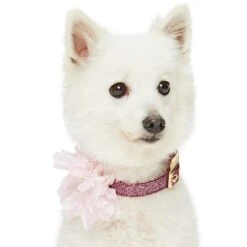 The Most Coveted Holo Glitter Dog Collar With Flower -Dog & Cat Store 1240291049 3