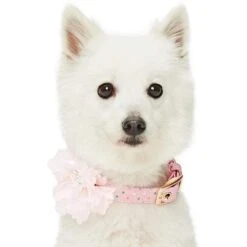 The Most Coveted Holo Glitter Dog Collar With Flower -Dog & Cat Store 1240292046 3