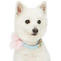 The Most Coveted Holo Glitter Dog Collar With Flower -Dog & Cat Store 1240293043 3