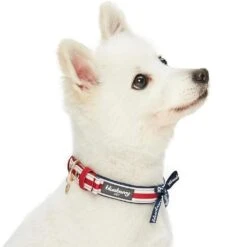 Nautical Dog Collars Summer Beach Stripe Dog Collar S M L -Dog & Cat Store 1340207049 3
