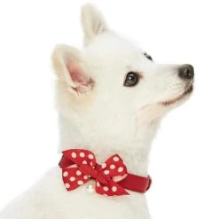 The Most Coveted Dog Collar With Bowtie And Pearl Chic -Dog & Cat Store 1340214047 2