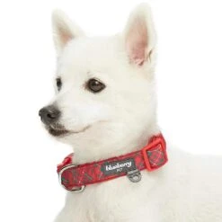 Plaid Pattern Neoprene Padded Dog Collar For Stylish Pets -Dog & Cat Store 1340223049 2 1 e5f2f216 a5a6 4041 837c efda15d4b119