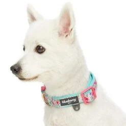 Floral Prints Neoprene Padded Dog Collar For Stylish Pets -Dog & Cat Store 1340225043 2 1 3cbde3fb 9150 4ac2 abcf 5fc8e39f1576
