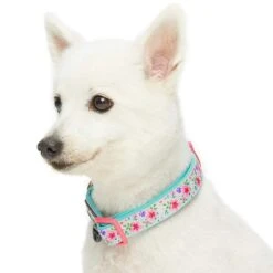 Floral Prints Neoprene Padded Dog Collar For Stylish Pets -Dog & Cat Store 1340225043 3 1 24c8d2d5 af6a 4432 8c55 10da33f2f044