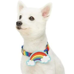 The Perfect Rainbow Dog Collar For Chic Pups And Seniors -Dog & Cat Store 1340227047 2