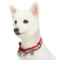 Multi-Colored Stripe Dog Collar For Stylish Pets -Dog & Cat Store 1340231044 2