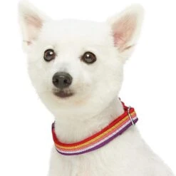 Multi-Colored Stripe Dog Collar For Stylish Pets -Dog & Cat Store 1340231044 3