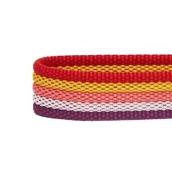 Multi-Colored Stripe Dog Collar For Stylish Pets -Dog & Cat Store 1340231044 5