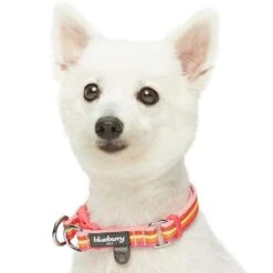 Multi-Colored Stripe Dog Collar For Stylish Pets -Dog & Cat Store 1340232041 2