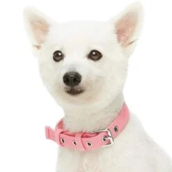 New Classic Modern Iconic Neoprene Padded Dog Collar -Dog & Cat Store 1340237046 2 f4a1b56c d492 4821 bf15 bfeabe235367