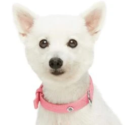 New Classic Modern Iconic Neoprene Padded Dog Collar -Dog & Cat Store 1340237046 3 6816006e 0dac 4818 84d4 586f53f420eb