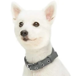 New Classic Modern Iconic Neoprene Padded Dog Collar -Dog & Cat Store 1340238043 2 ed378119 2fd9 4bdf 8db2 50a854710d83