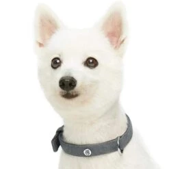 New Classic Modern Iconic Neoprene Padded Dog Collar -Dog & Cat Store 1340238043 3 ce916283 79f5 4d91 b673 037084f1b7f8