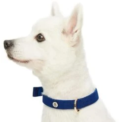 New Classic Modern Iconic Neoprene Padded Dog Collar -Dog & Cat Store 1340239040 3 374fe951 7ee9 47ae ab8e 927b2b72069b